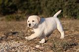 LABRADOR 695